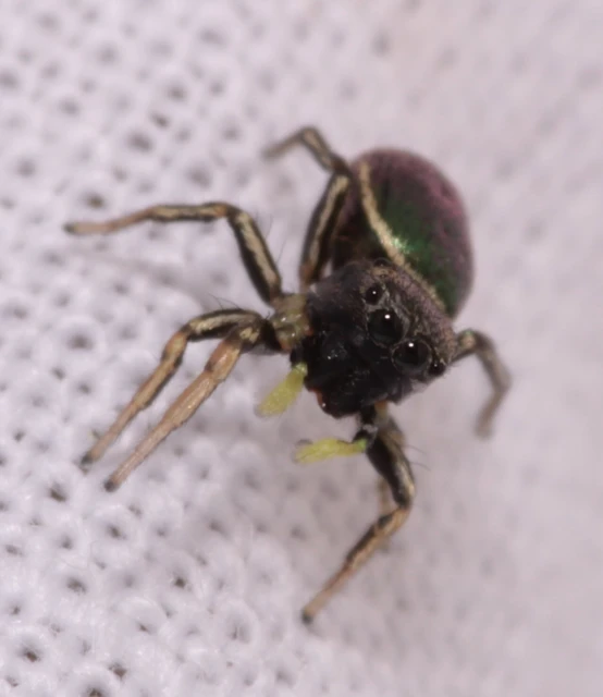 Heliophanus