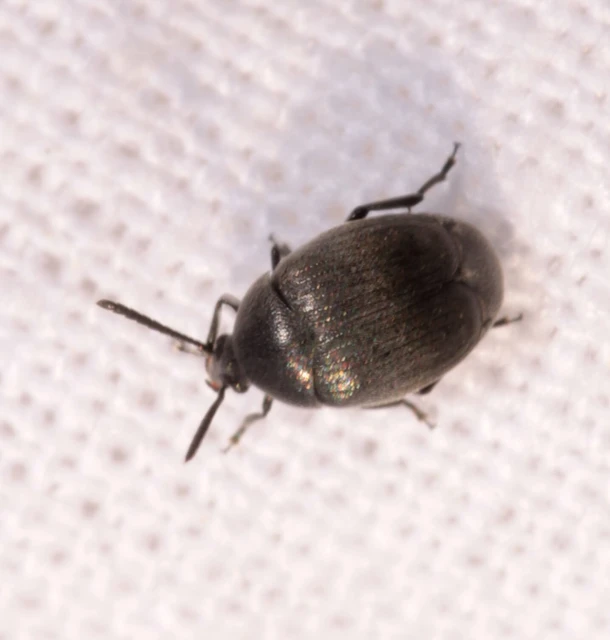 Spermophagus