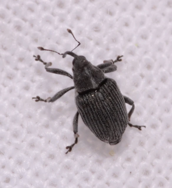 Ceutorhynchus obstrictus - repcebecő-ceutormányos