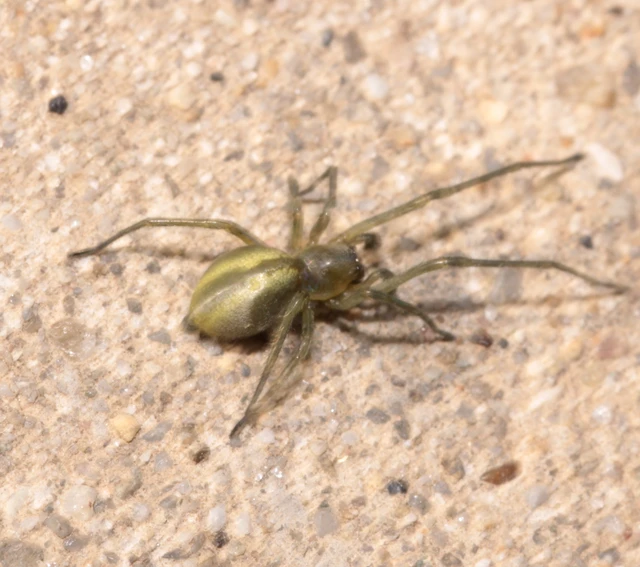 Cheiracanthium