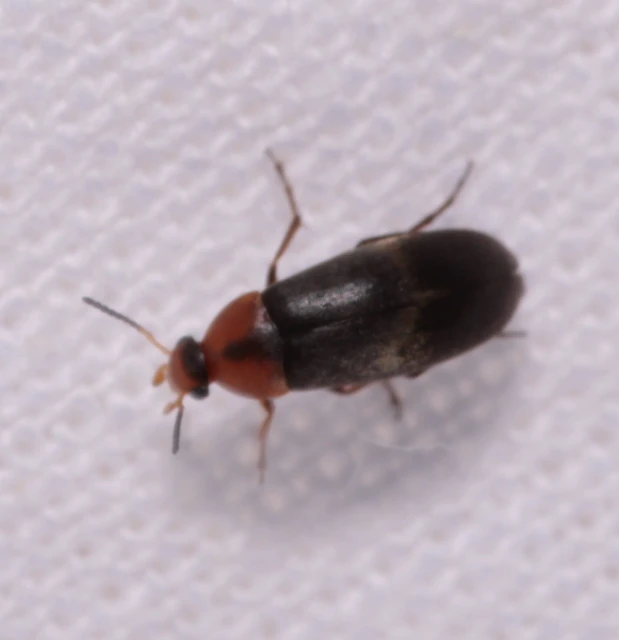 Anaspis varians - változó árvabogár
