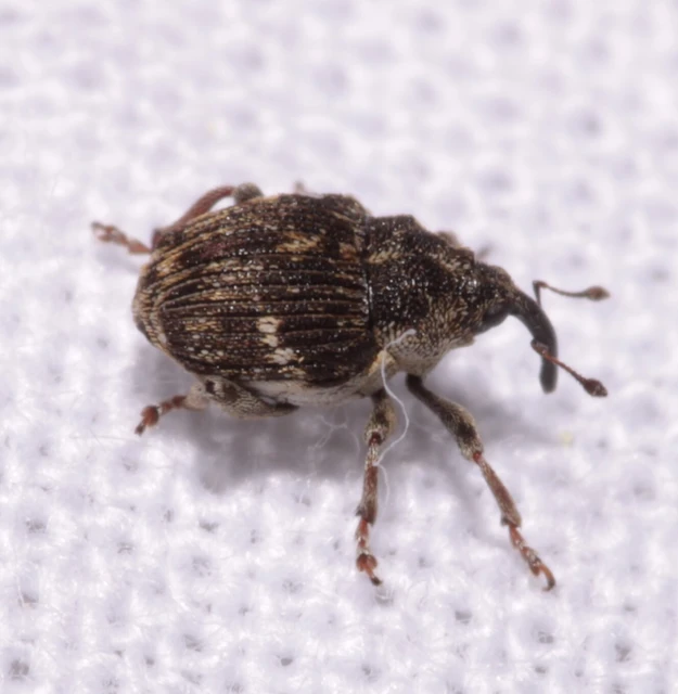 Nedyus quadrimaculatus - közönséges csalánormányos
