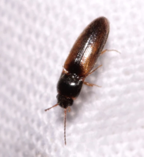 Adrastus rachifer - közönséges cserjepattanó