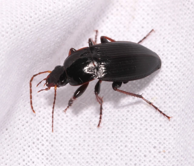 Calathus fuscipes - sokpontos tarfutó