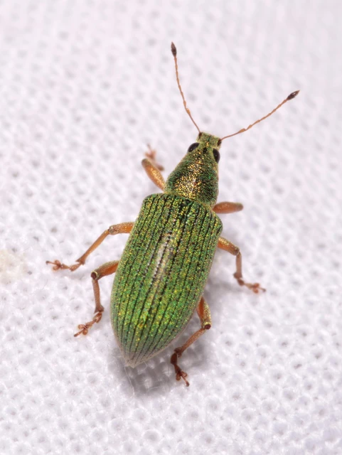 Polydrusus formosus - selymes lombormányos