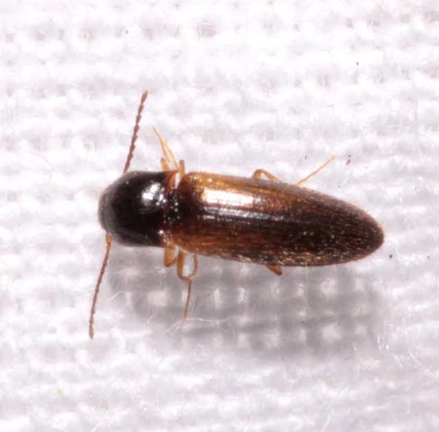 Adrastus rachifer - közönséges cserjepattanó