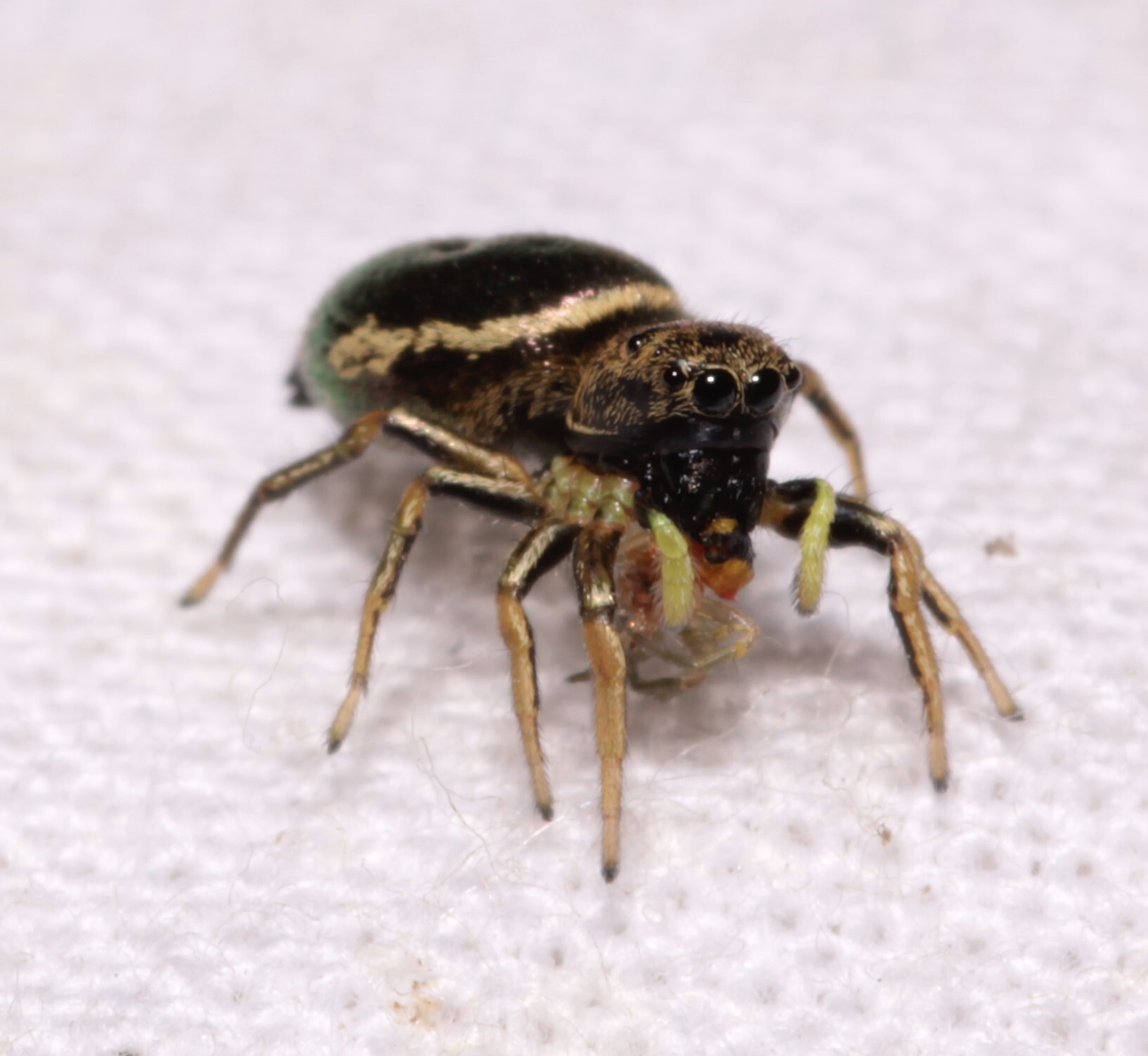 Heliophanus