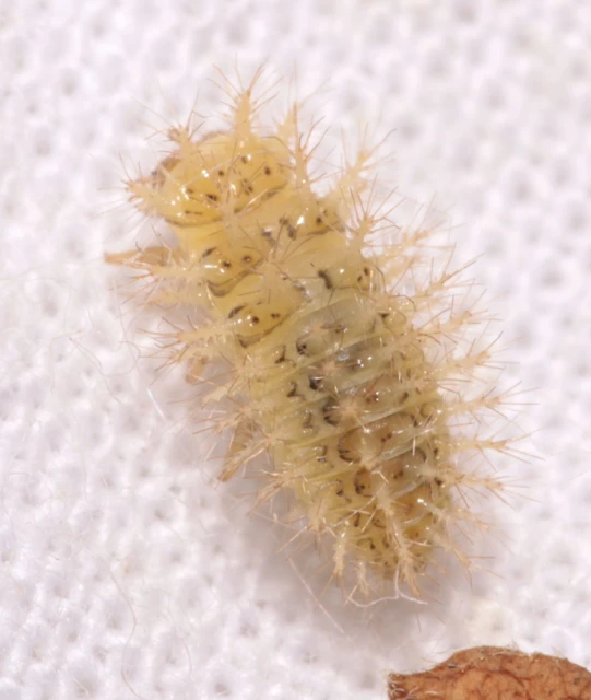 Subcoccinella vigintiquatuorpunctata - lucernaböde