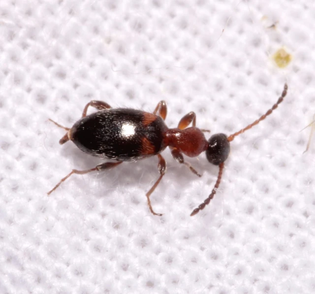 Anthelephila pedestris - hangyaszerű fürgebogár
