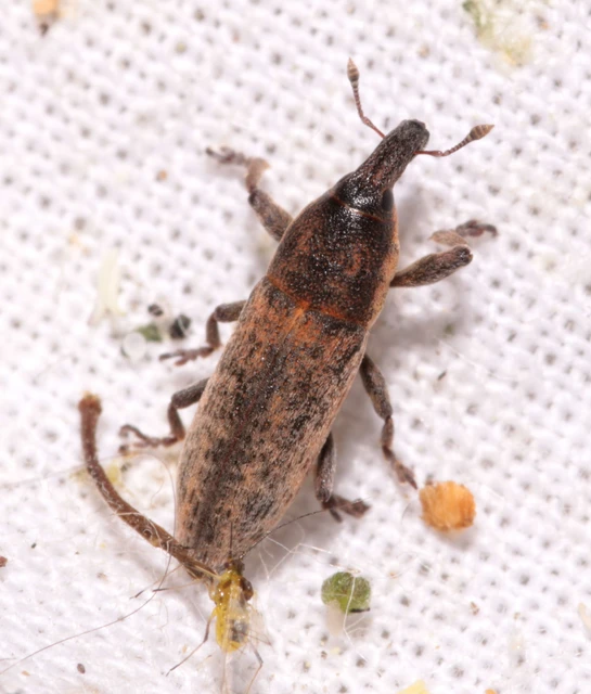 Lixus brevipes - vaskosorrú dudvabarkó