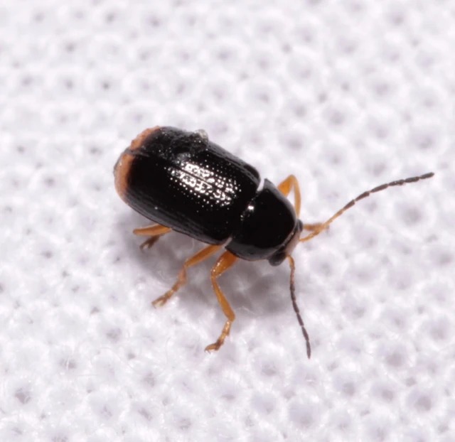 Cryptocephalus chrysopus - sárgavégű zömökbogár