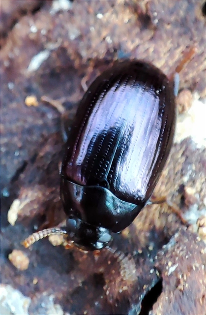 Platydema violaceum - fémkék taplóbogár