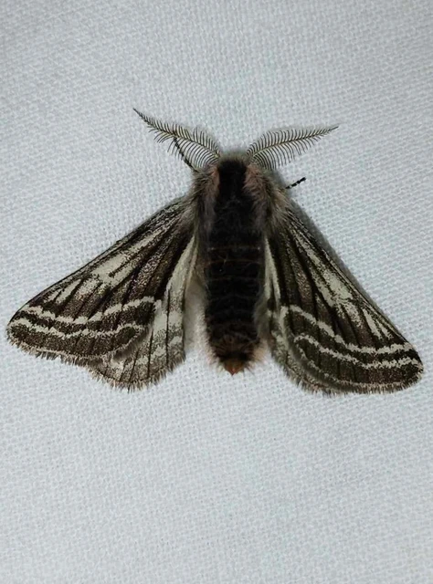 Lycia zonaria - öves tavasziaraszoló