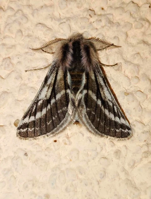 Lycia zonaria - öves tavasziaraszoló