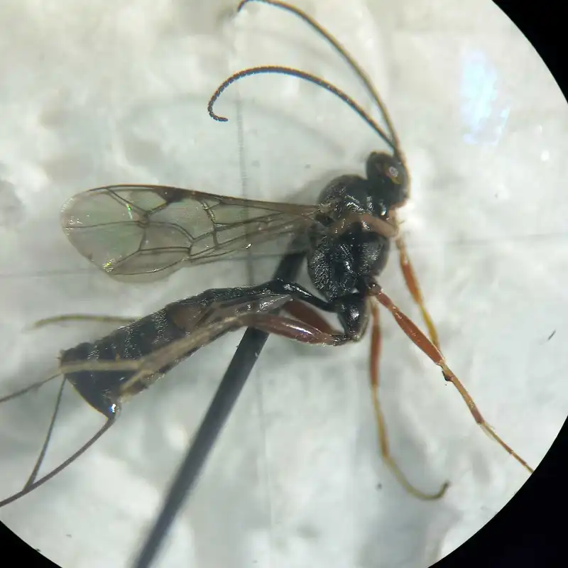 Diadegma