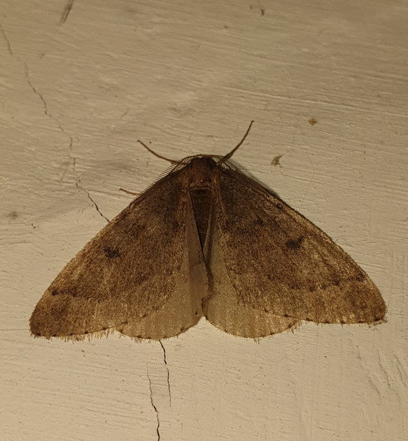 Theria rupicapraria - tavaszi kökényaraszoló
