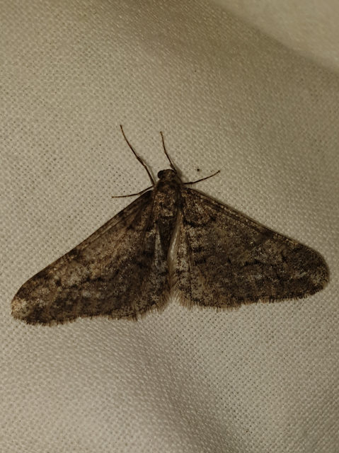 Agriopis leucophaearia - tölgy-tavasziaraszoló