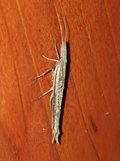 Ypsolopha mucronella - kecskerágómoly