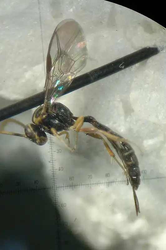 Brachycyrtus ornatus