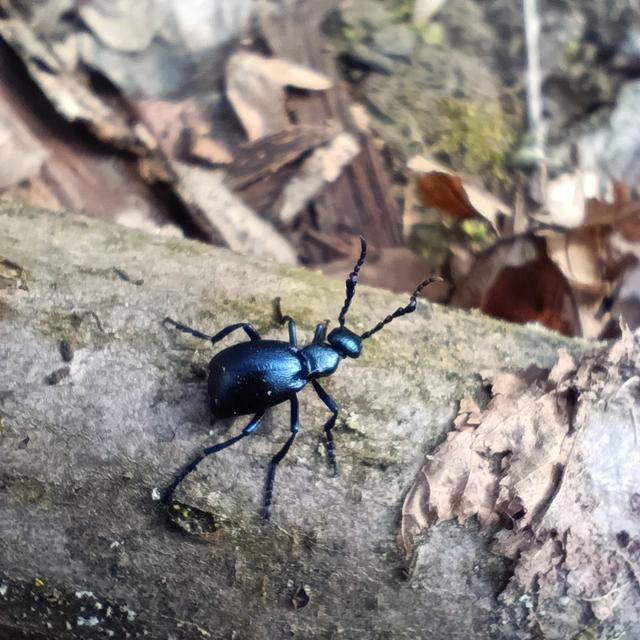 Meloe violaceus - kék nünüke