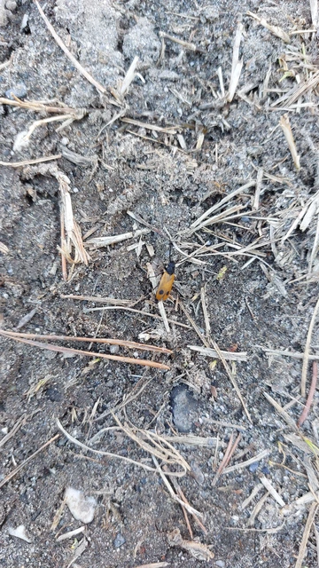 Apalus bimaculatus - kétfoltos élősdibogár