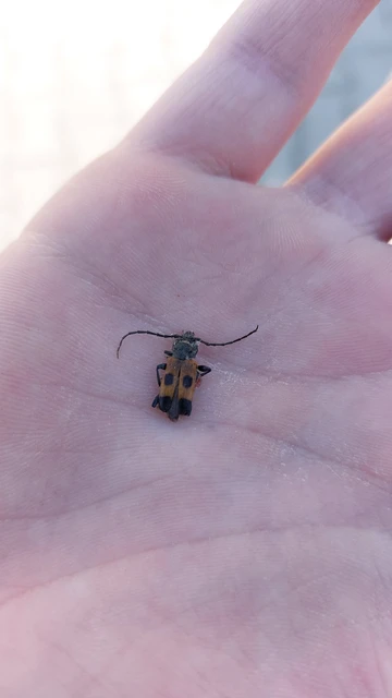 Semanotus russicus - borókacincér Semanotus russicus - borókacincér