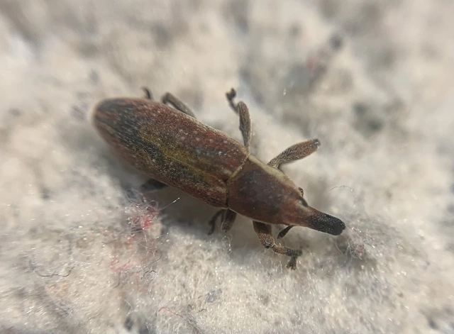 Lixus vilis - gémorr-dudvabarkó