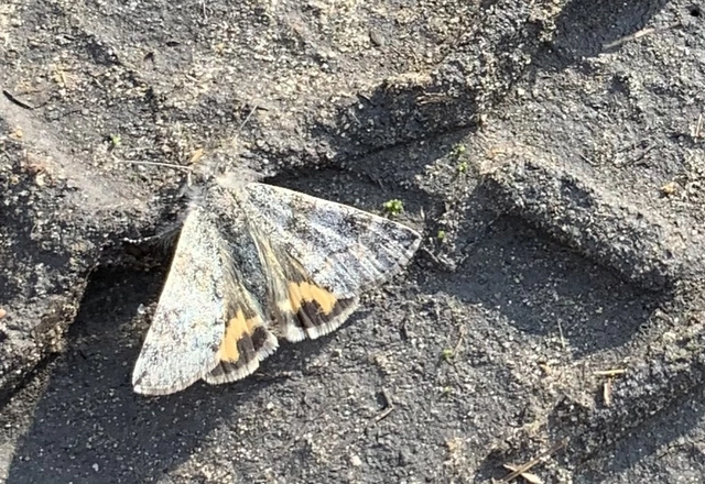 Boudinotiana puella - kis nappaliaraszoló