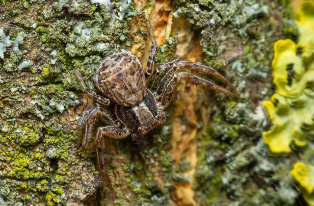 Xysticus