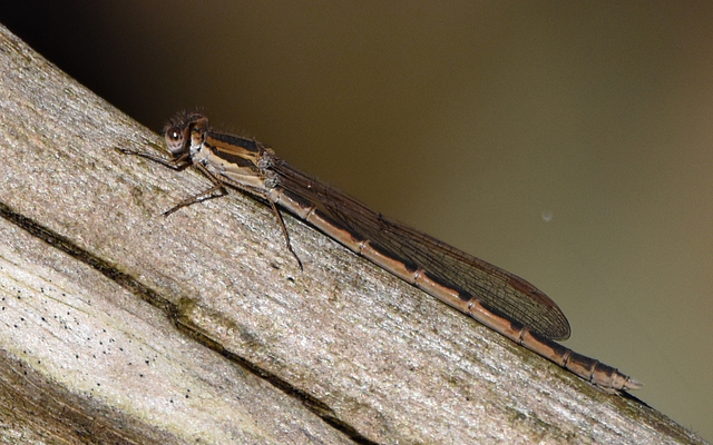 Sympecma fusca - téli rablószitakötő