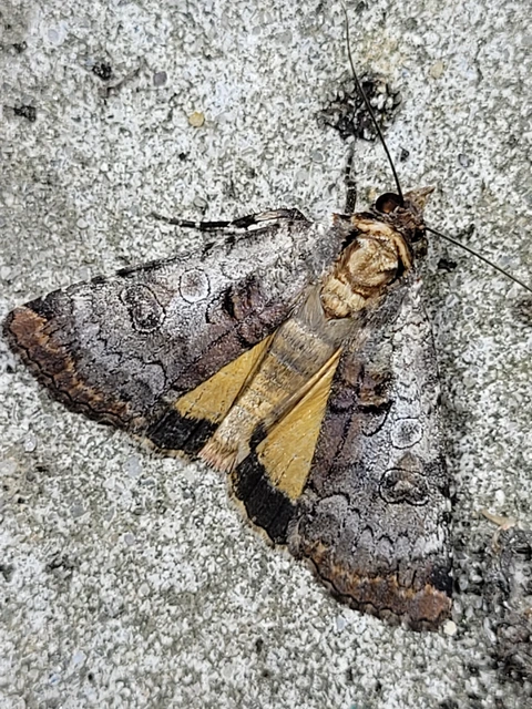Epilecta linogrisea - karcsú sárgafűbagoly