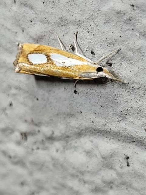 Catoptria