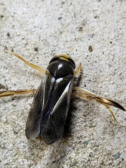 Corixidae - búvárpoloskák Corixidae - búvárpoloskák