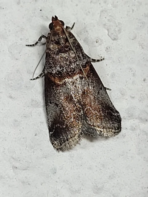 Acrobasis