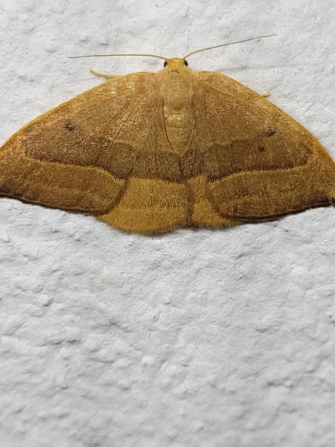 Watsonalla cultraria - bükkfa-sarlósszövő