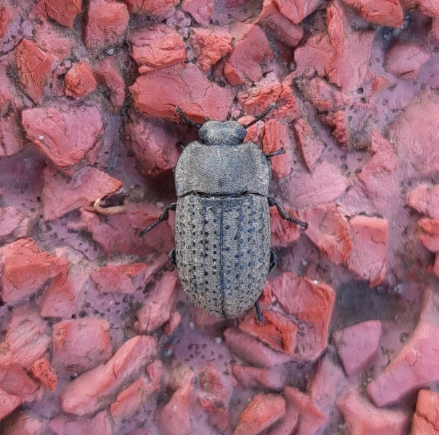 Opatrum sabulosum - sároshátú gyászbogár