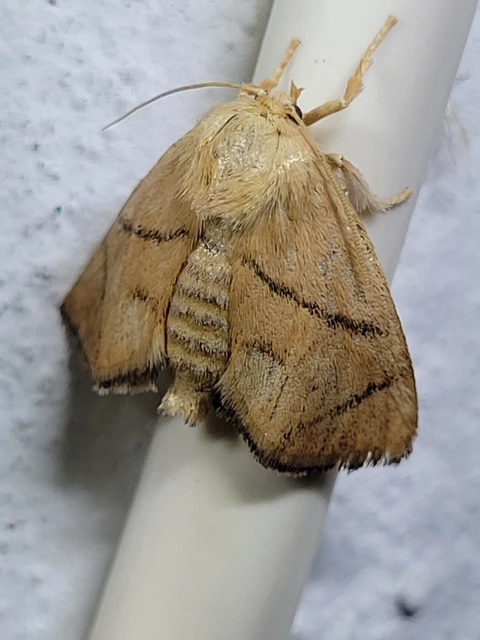 Apoda limacodes - kagylólepke