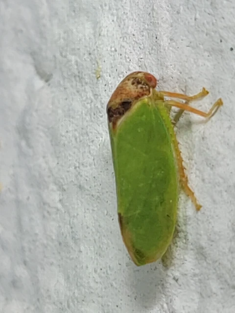 Iassus