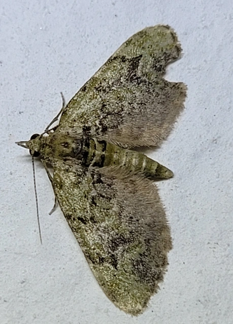 Chloroclystis v-ata - zöldes törpearaszoló