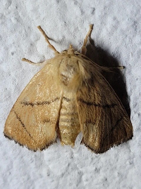 Apoda limacodes - kagylólepke