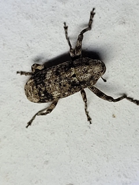 Gasterocercus depressirostris - laposorrú ormányos
