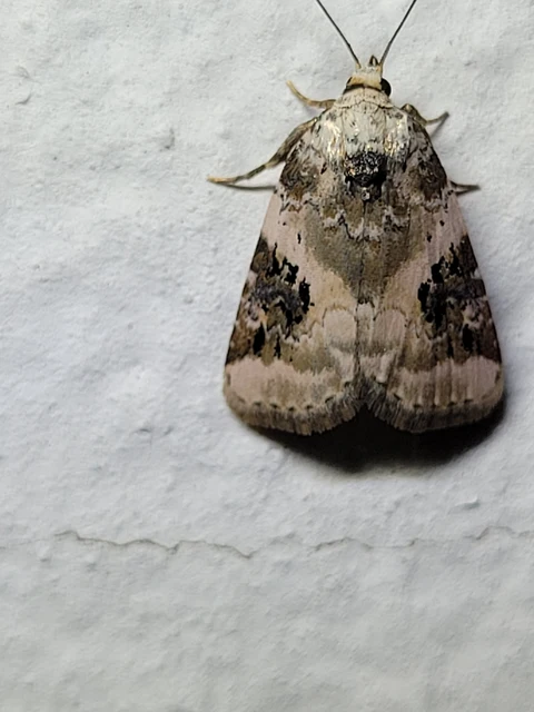 Pseudeustrotia candidula - fehéres apróbagoly