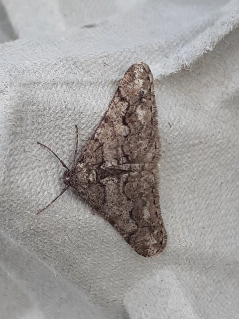 Agriopis leucophaearia - tölgy-tavasziaraszoló