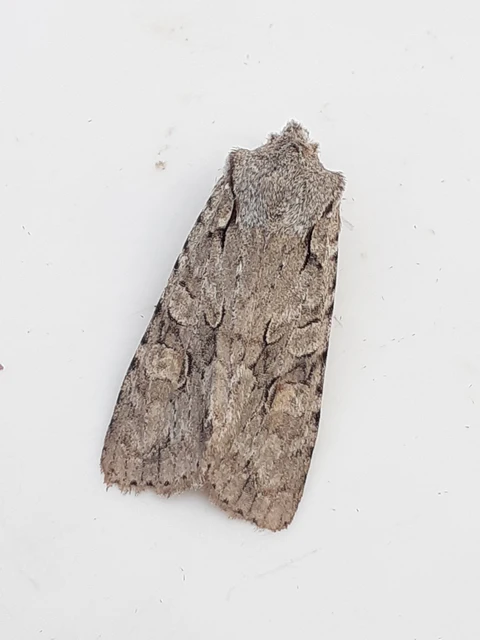 Lithophane ornitopus - közönséges fabagoly