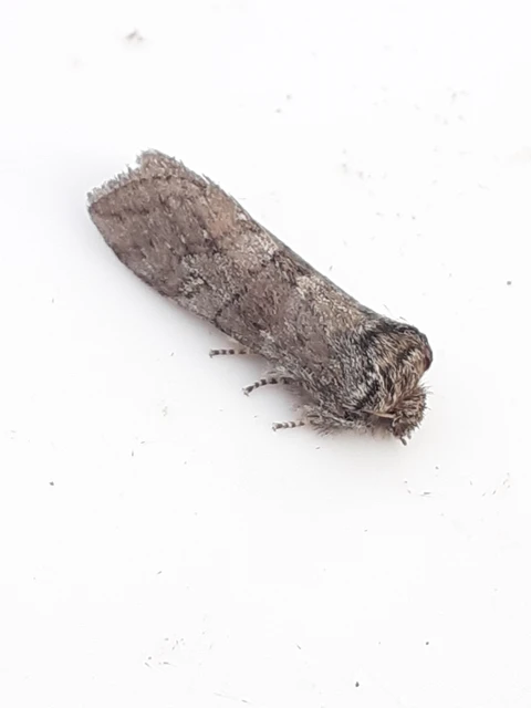 Asphalia ruficollis - vörösnyakú pihésszövő