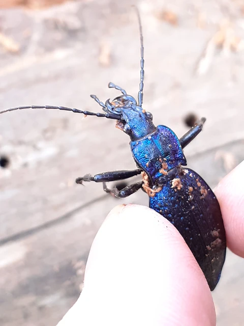 Carabus intricatus - kék laposfutrinka