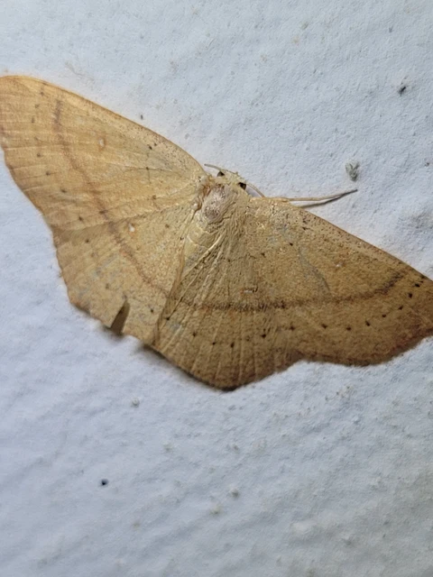 Cyclophora linearia - vonalas pettyesaraszoló