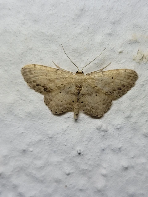 Idaea dimidiata - gyakori apróaraszoló