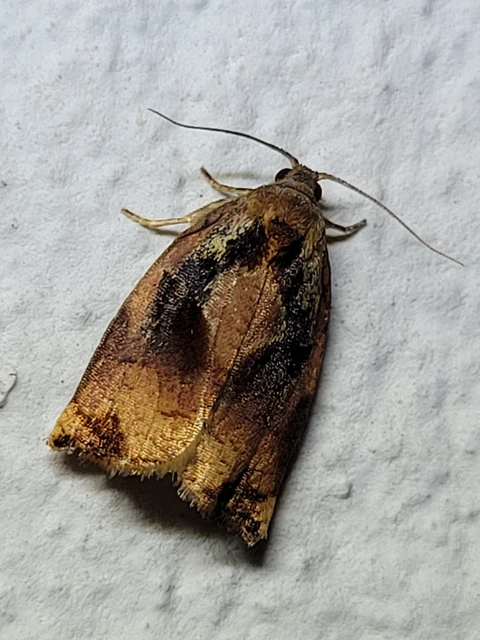 Archips podana - dudvarágó sodrómoly
