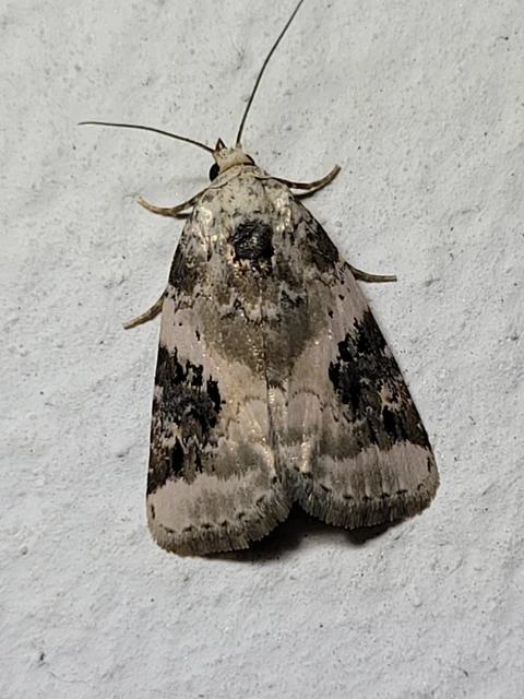 Pseudeustrotia candidula - fehéres apróbagoly